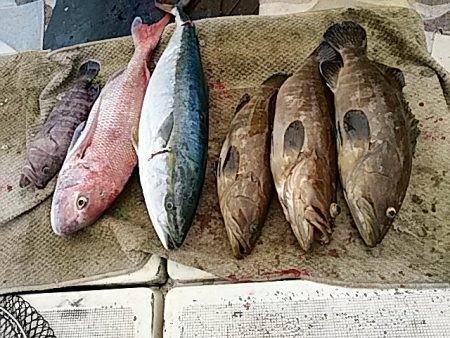 大物釣果速報！●光義丸：平戸市早福港