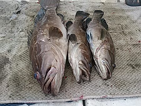 大物釣果速報！●光義丸：平戸市早福港