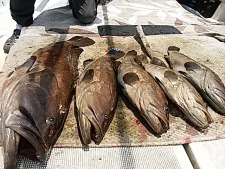 大物釣果速報！●光義丸：平戸市早福港