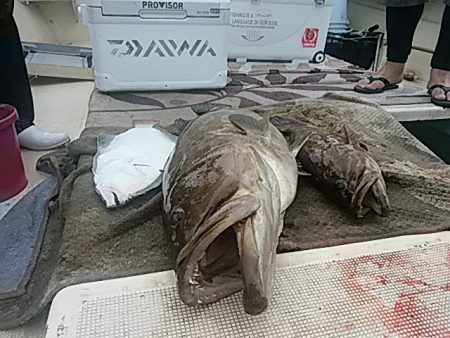 大物釣果速報！●光義丸：平戸市早福港