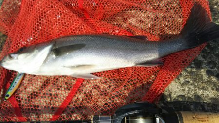 【関門海峡】シーバス調査