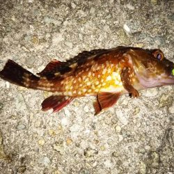 ライトゲーム、?