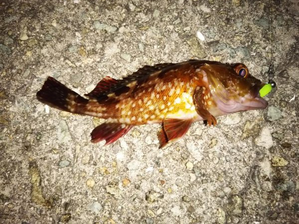 ライトゲーム、?