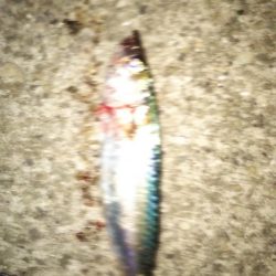 大サバほろ苦デビュー