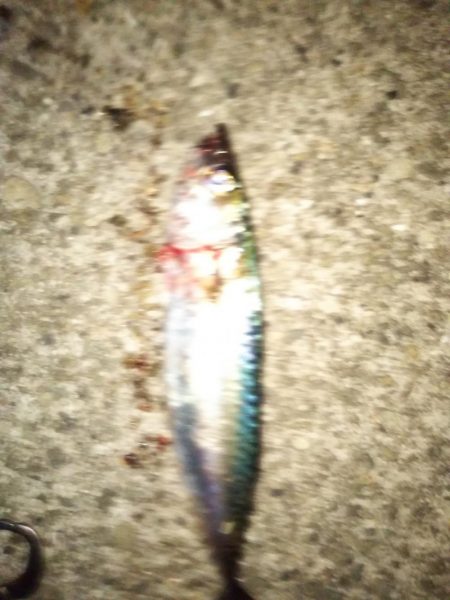 大サバほろ苦デビュー