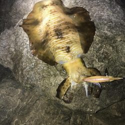 春イカ終盤っぽい中紀でキロアップのアオリイカゲット