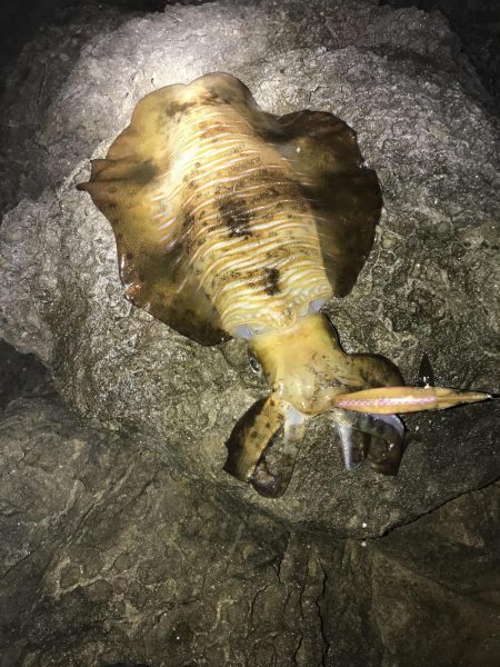 春イカ終盤っぽい中紀でキロアップのアオリイ…