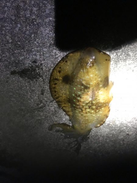 キロアップ春イカまだまだいけそうです