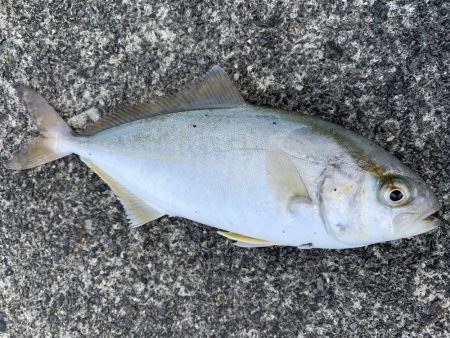 雨上がりライトショアジギング