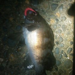 浜名湖 ライトゲーム