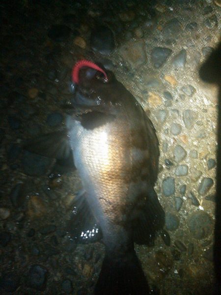 浜名湖 ライトゲーム