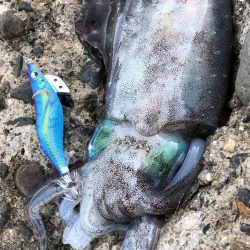 ベイトのサイズに合わせて