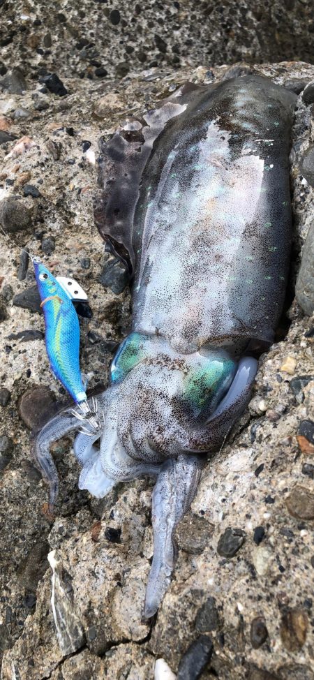 ベイトのサイズに合わせて