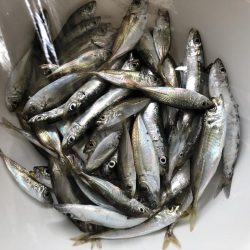 マリンピアでミニアジ+イワシ