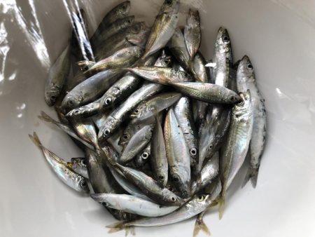 マリンピアでミニアジ+イワシ