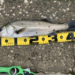 モンスターは何処へ？