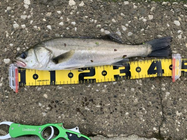 モンスターは何処へ？