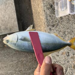 ジグサビキにて