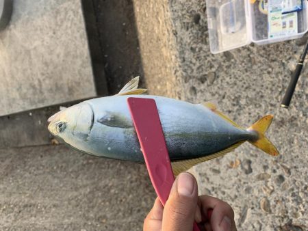 ジグサビキにて