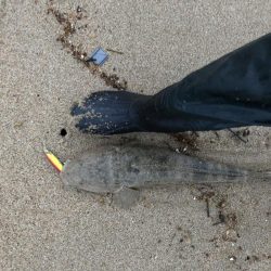 小さいけど本命