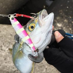 ツバス祭りとレアなソゲ