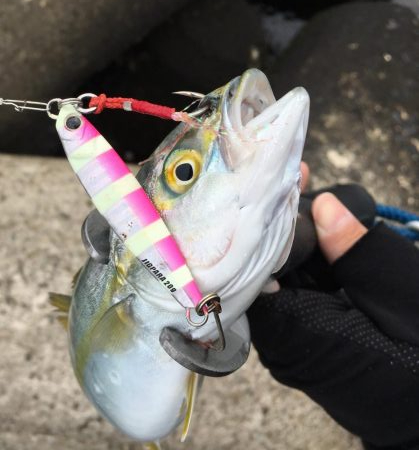 ツバス祭りとレアなソゲ