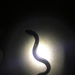 ウナギ今期3回目