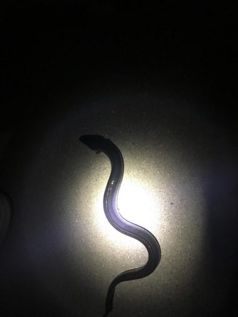 ウナギ今期3回目