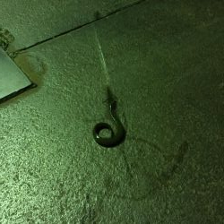 ウナギ今期2回目