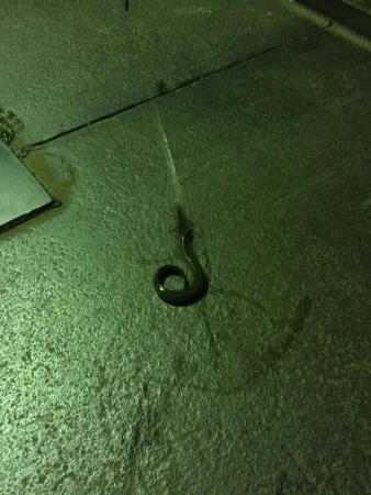 ウナギ今期2回目