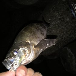 メバル狙いでアジがキタ！