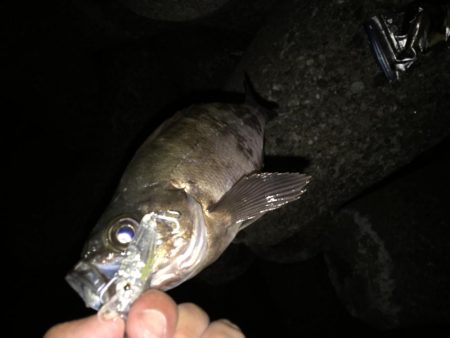 メバル狙いでアジがキタ！