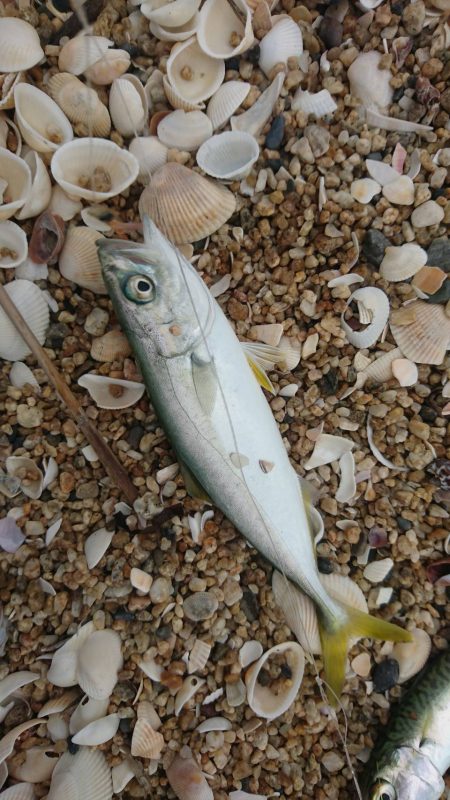 千代崎海岸でライトショアジギング