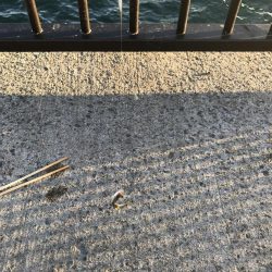 令和初のサビキ、豆アジ