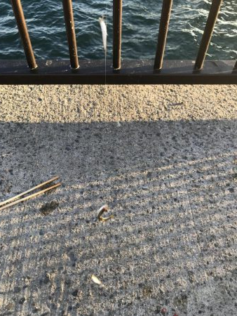 令和初のサビキ、豆アジ