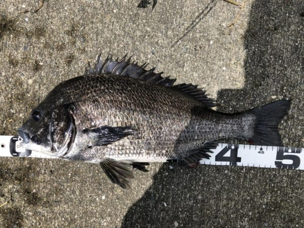 イチノ兄弟、釣果!