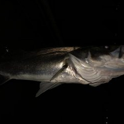 久しぶりのスズキサイズ