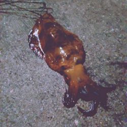 やっと今年の大きいサイズに出くわしました。