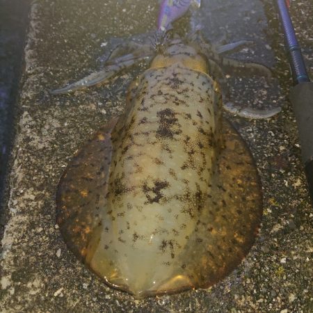 また秋イカが釣れたけどまあいーか