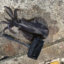 今週も行ってきました。