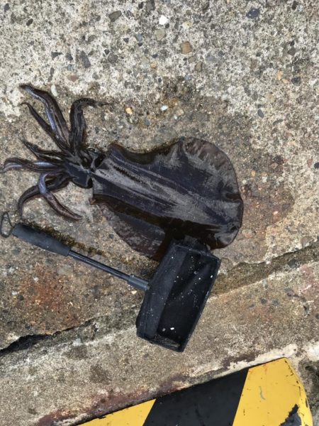 今週も行ってきました。