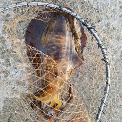 昨日に続き今日も粘ってきました。