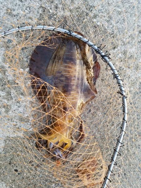 昨日に続き今日も粘ってきました。