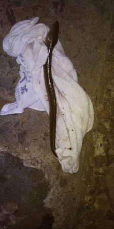 今年初うなぎ！