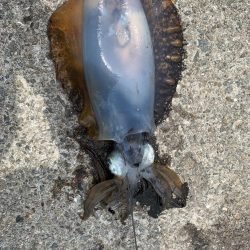 雨が降る前に、行ってきました。