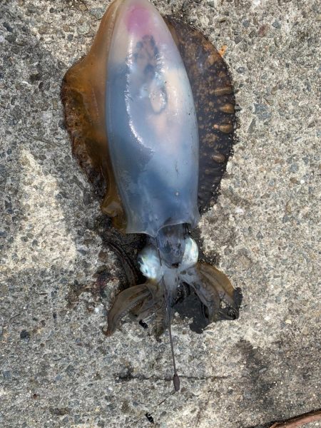 雨が降る前に、行ってきました。