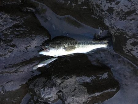 拾ったルアーで50up