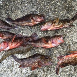 ファミリーフィッシング