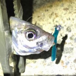 アジ探せず・・・