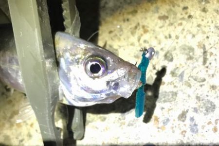 アジ探せず・・・